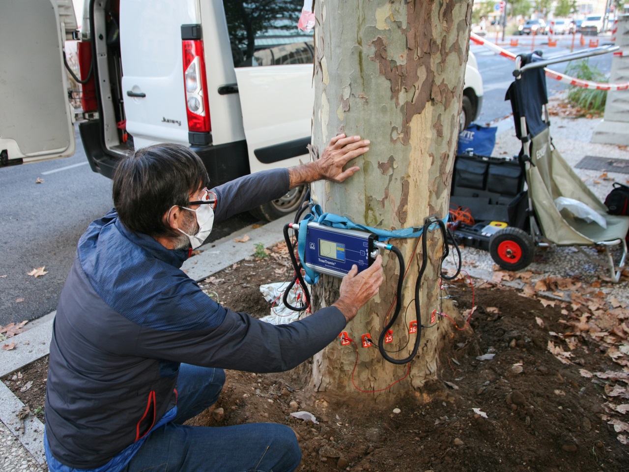 Lyon victimes d un champignon quatre arbres vont être abattus