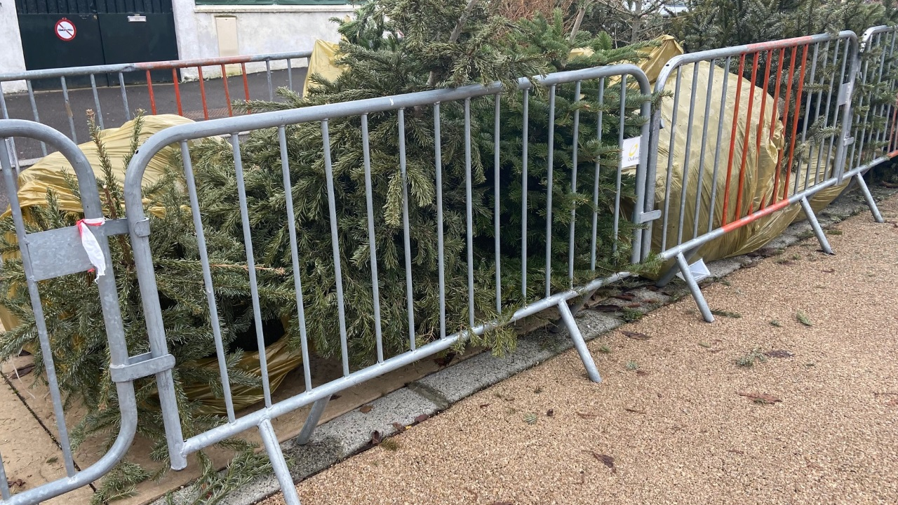 Que faire de son sapin de Noël Les 198 points de collecte de Lyon et