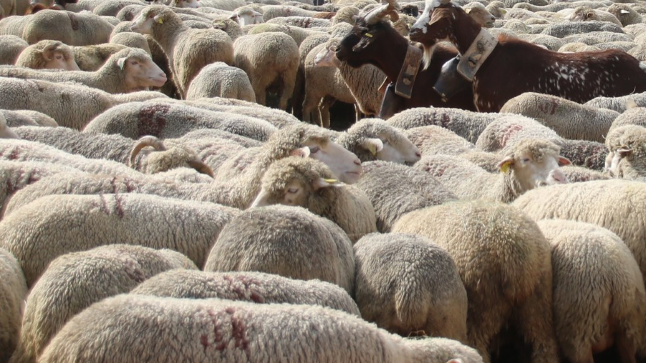 An illegal farm dismantled near Lyon, around fifty animals taken care of by the SPA