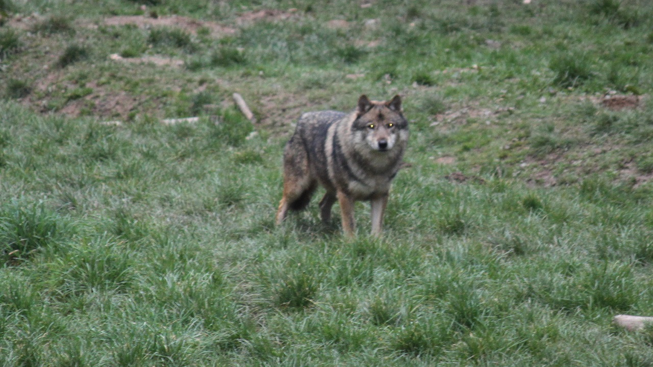 a wolf killed on the A43 in Saint-Priest!