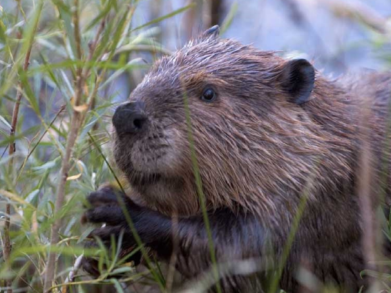 Young Hairy Beaver