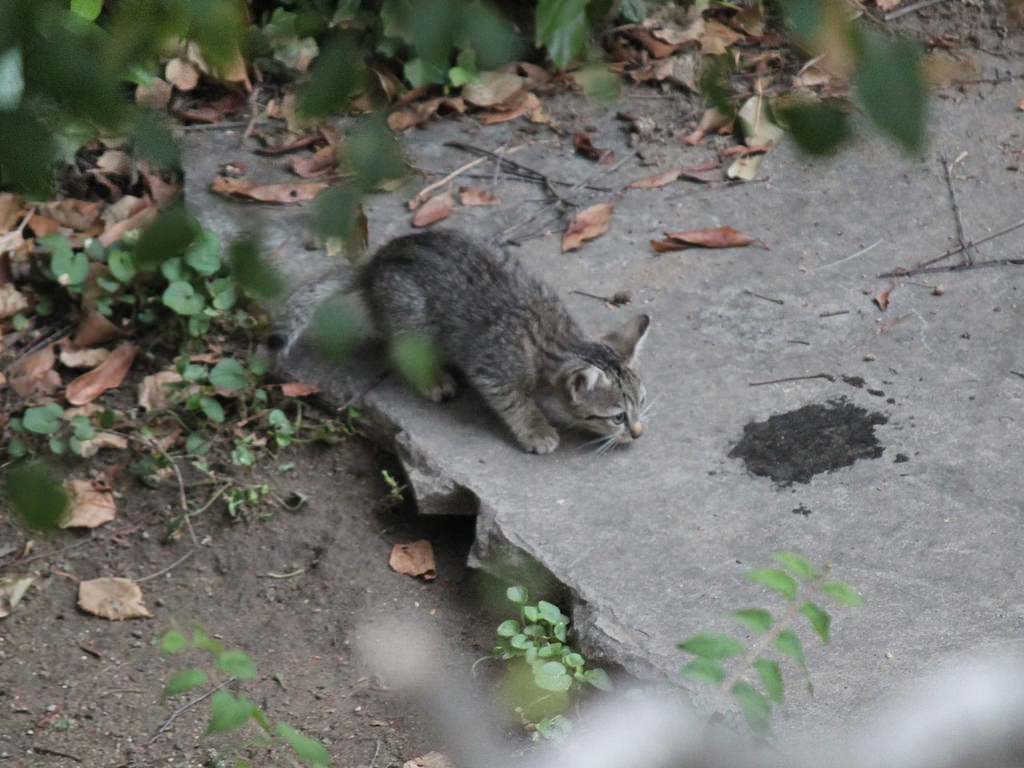 Il Tombe Du Toit D Une Usine Ou Son Chat Etait Coince