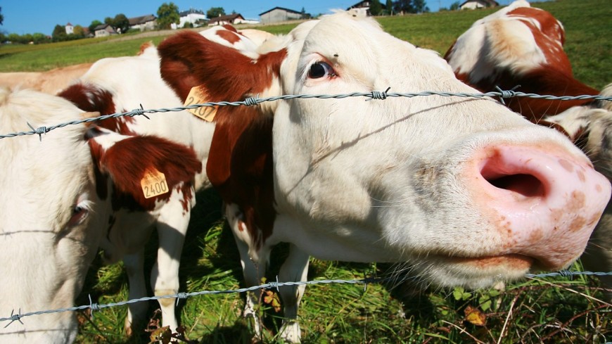 Repas Sans Viande Dans Les Cantines De Lyon Un Maire Decide D Offrir Une Vache A Gregory Doucet