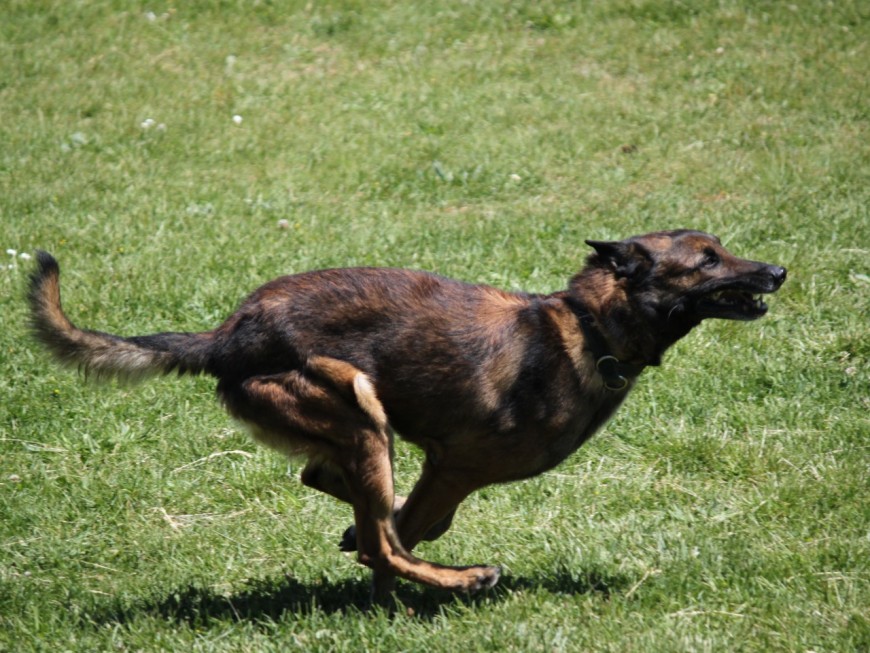 Pres De Lyon Son Chien Tue Le Lapin De Son Voisin Il Est Condamne