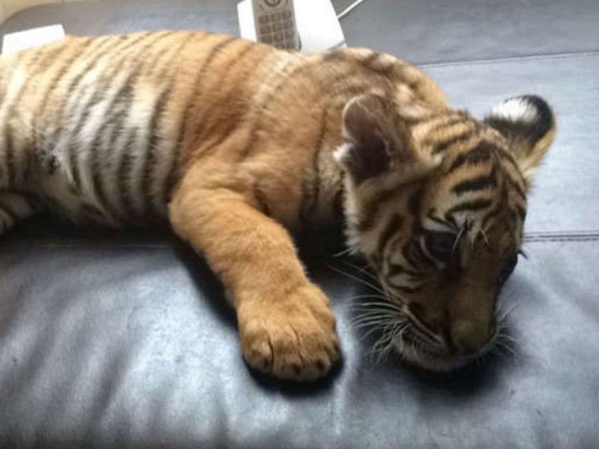 Les Caids L Utilisaient Pour Des Selfies Le Bebe Tigre Pris En Charge Pres De Lyon